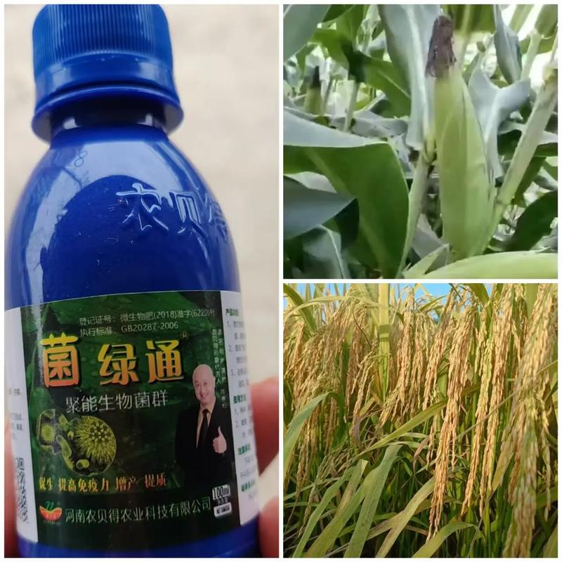菌綠通 農(nóng)業(yè)技術(shù)推廣的綠色引擎，賦能農(nóng)作物提質(zhì)增效