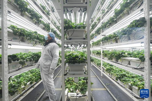 草莓小鎮(zhèn)迎來(lái)產(chǎn)銷(xiāo)旺季，農(nóng)業(yè)技術(shù)推廣助力產(chǎn)業(yè)升級(jí)